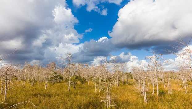 A little change in elevation gives rise to a completely different world here.