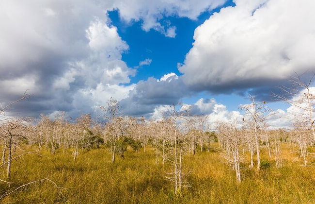 Big Cypress National Preserve Self Guided Driving Audio Tour - Photo 5
