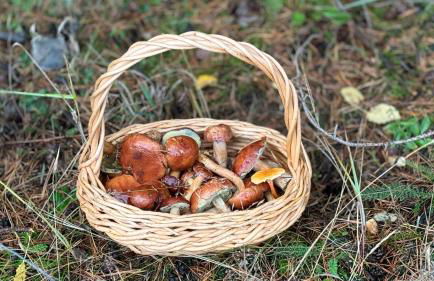 Ferienwohnung Felix - Photo 38