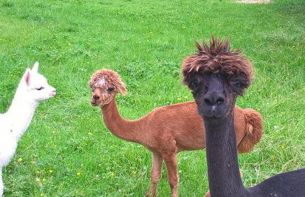 3-Zi Atelierdachwohnung mit Bergblick Seenähe und 2 Loggia - Foto 14