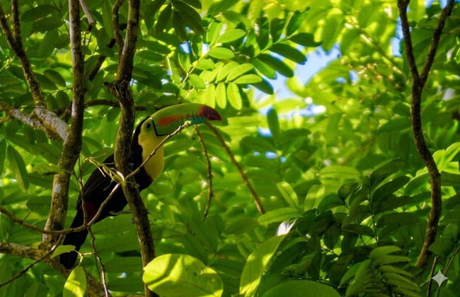 Tour en canoa por el Parque Nacional Tortuguero - Foto 10