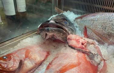 Sunshine Guesthouses in Azeitao and Algarve - Foto 37