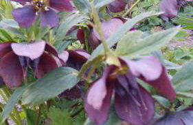 Ferienhaus Storchenweg - Foto 33