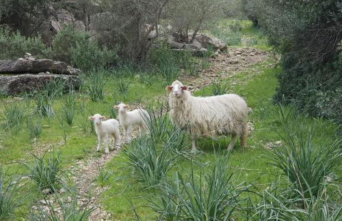 Agroturismo Finca Can Sec - Foto 17