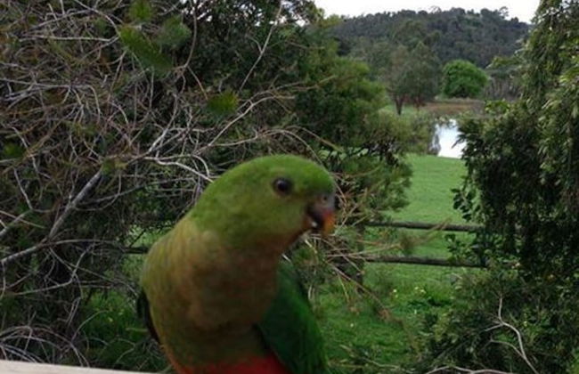 Australian Home Away at Wonga Park Brushy Creek - Foto 18