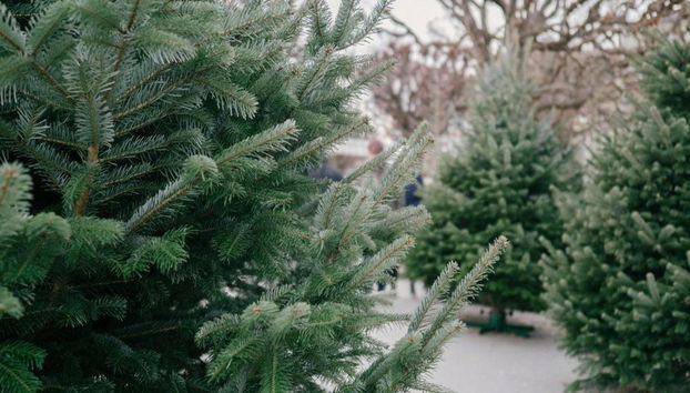Mercados de Natal de Berna - Tour em Grupo Pequeno - Foto 3