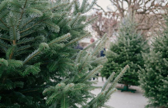 Mercados de Natal de Berna - Tour em Grupo Pequeno - Foto 3