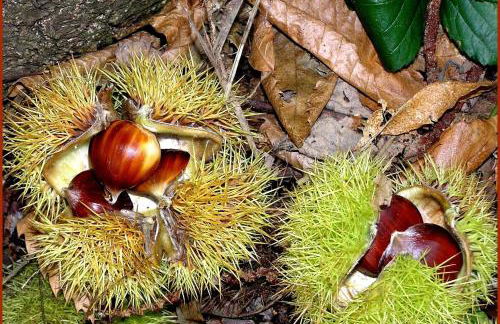 Ferienwohnung in ruhigem Viertel - Foto 12