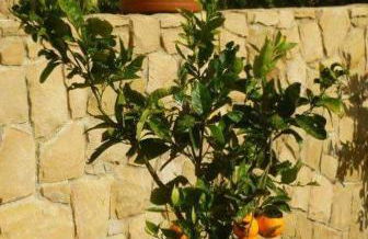 Villa Cattleya - Foto 53