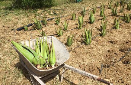 Spacious n comfortable Aloe Vera farm house - Photo 4