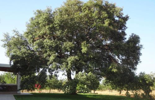 Agroturismo Sa Vinya d'en Palerm - Foto 107