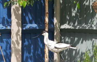 Avocet - Suffolk Coastal Escapes - Foto 27