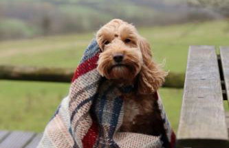 Damson Pod at Mulino Pods - Foto 11