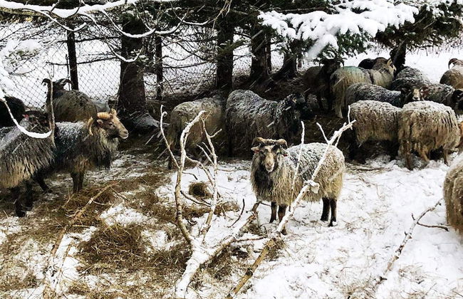 4 Star Holiday Home in Vikholmen - Foto 18