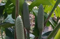 Vistalinda Farmhouse - Foto 14