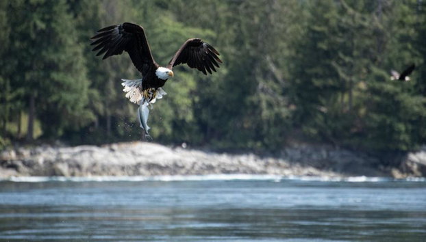 4 Hour Whale and Wildlife Boat Tour - Foto 3