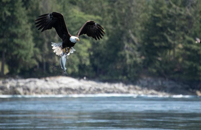 4 Hour Whale and Wildlife Boat Tour - Foto 3