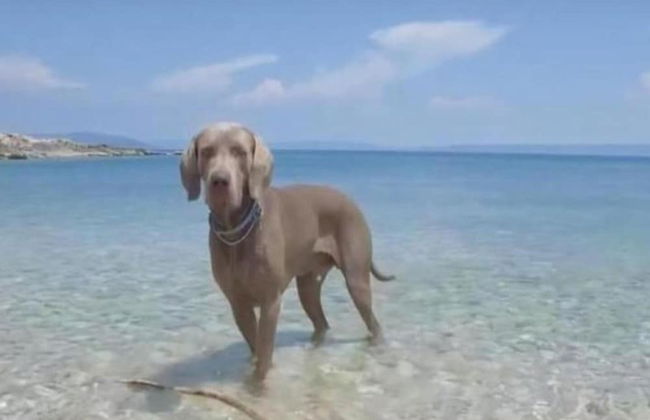 Apartment in Vrsi Near the Sea - Foto 39