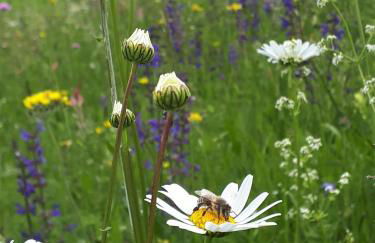 Appartamenti Il Cerbiatto - Photo 35