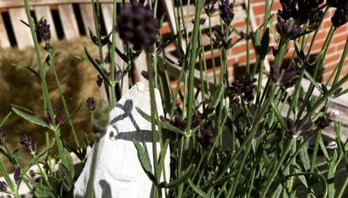 Maltes Hüs - Foto 5, Garden, Garden view