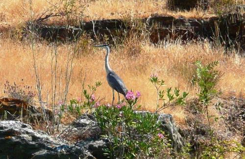 Abetarda CC - Foto 75