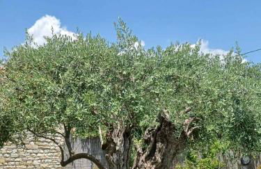 Thassos OLIVIA RESORT - Foto 63