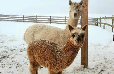 Ferienhaus Zillendorf - Foto 47
