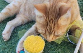 Casa Guisguey - Foto 28