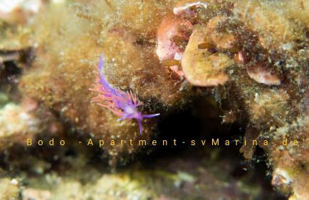 Bodo Apartment - Foto 58