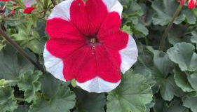 Zwei-Raum Wohnung für max. 4 Personen - Foto 2, Garden, Garden view