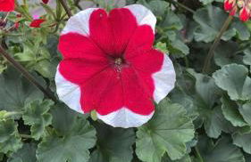 Zwei-Raum Wohnung für max. 4 Personen - Foto 2