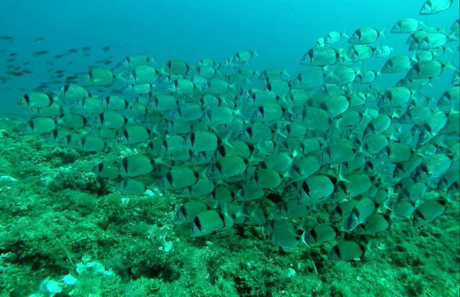 Calp Snorkelling Activity - Foto 3