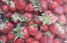 Sa Perda Arrubia - Foto 18