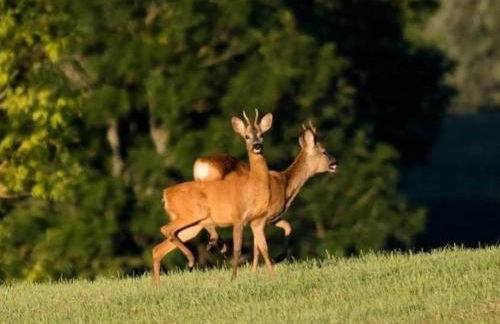 Le refuge de Chambord - Photo 34