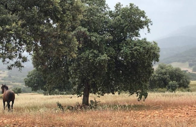 Finca Encinar de las Flores - Photo 18