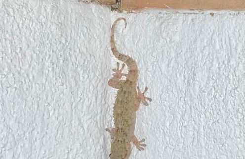 Paraíso Joyosa - Foto 48