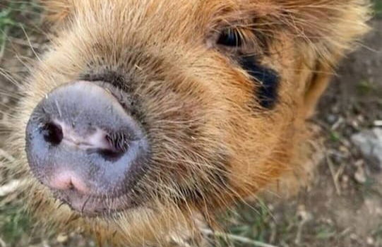 Private Glamping in a Vintage Caravan & Bell Tent - Foto 18