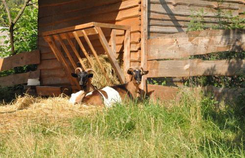 Ośrodek Wypoczynkowy WEZAJ - Foto 18