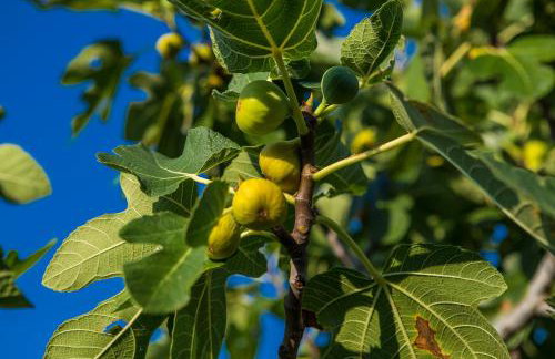 Apartments Villa Kras Krk - Photo 23