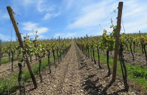 Villa Cavalletti - Foto 57