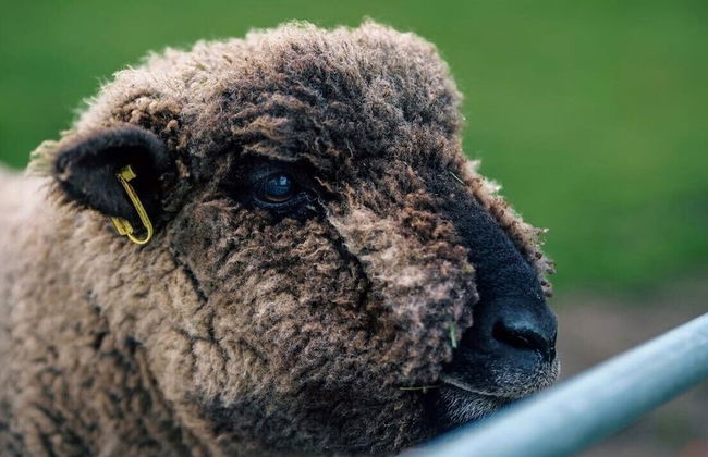 Willow Cottage - Foto 33