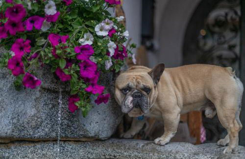 Appartments Peter - Foto 25