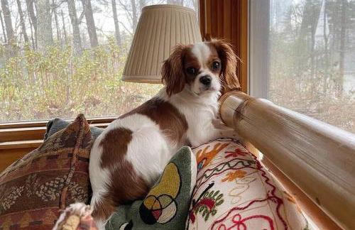 Enchanted Woodstock Cottage with hot tub - Foto 22