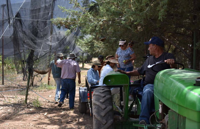 Visita a una huerta de manzanas - Foto 3