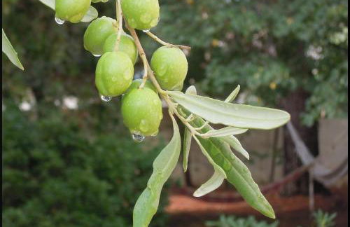 La Vigne et L'Olivier - Foto 17