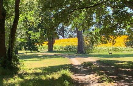 La Chartreuse et son Orangerie - Foto 69