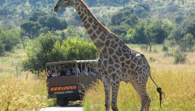 Tour de un día entero: Sun City y la reserva natural de Pilansberg - Foto 2