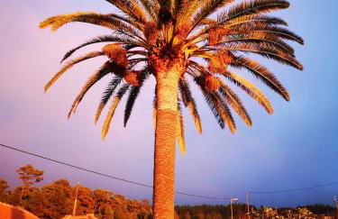 Pino Redondo - Foto 30