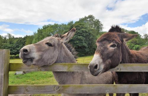 2 Bed in Lixwm 88028 - Photo 31