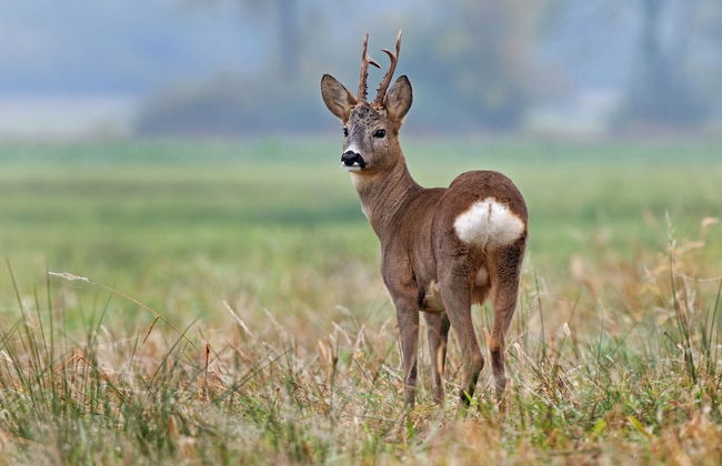 Cleeves Cabins, Arran Luxury Lodge With hot tub - Foto 33